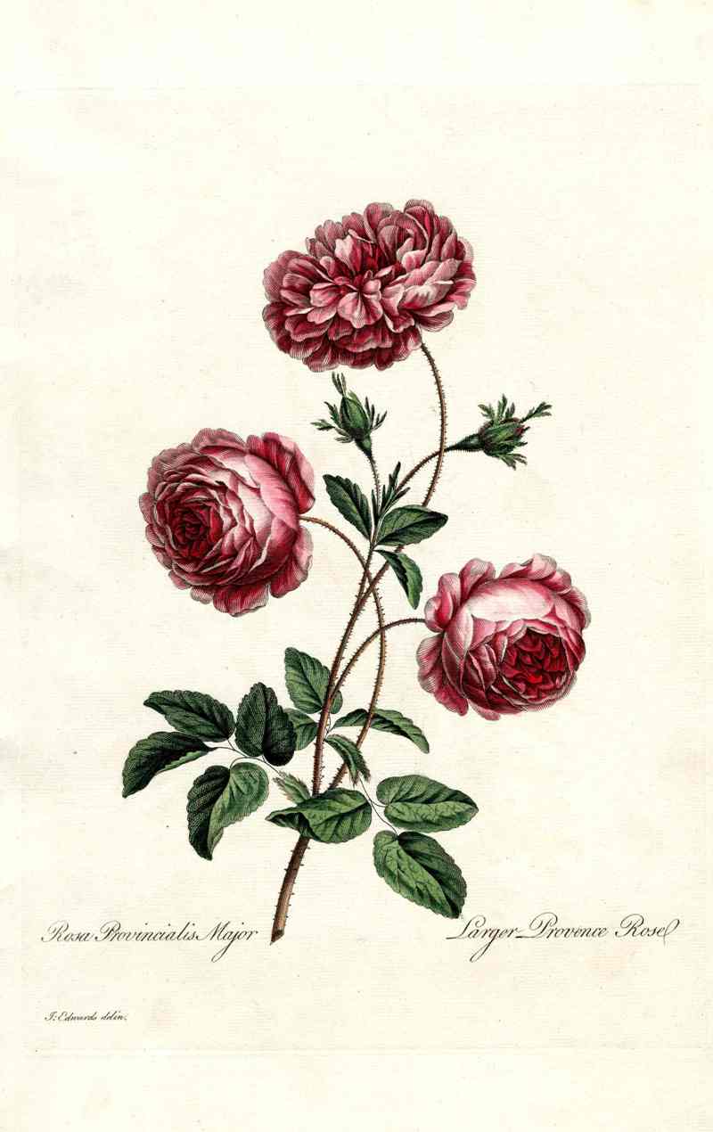 Edwards 1700 Provence Rose