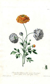 Edwards 1700 Ranunculus - Panteek Antique Prints