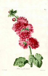 Edwards 1700 Red Hollyhock - Panteek Antique Prints