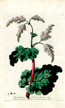 Edwards 1700 Rhubarb - Panteek Antique Prints