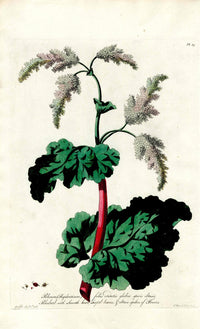 Edwards 1700 Rhubarb - Panteek Antique Prints