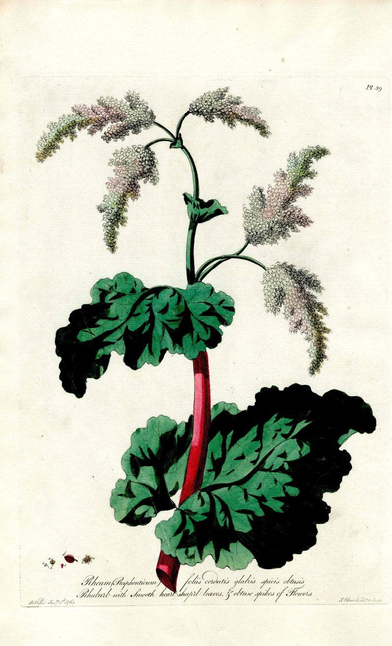 Edwards 1700 Rhubarb