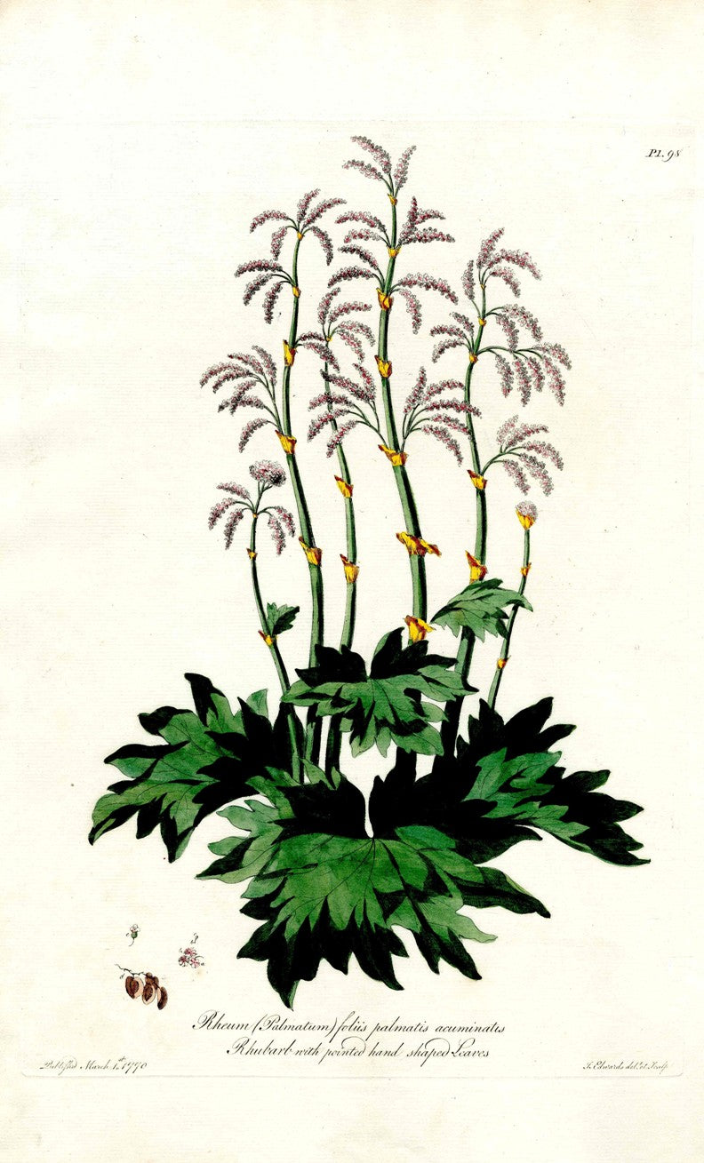 Edwards 1700 Rhubarb with Pointed Leaves