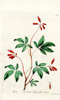 Edwards 1700 Scarlet Horse Chestnut - Panteek Antique Prints