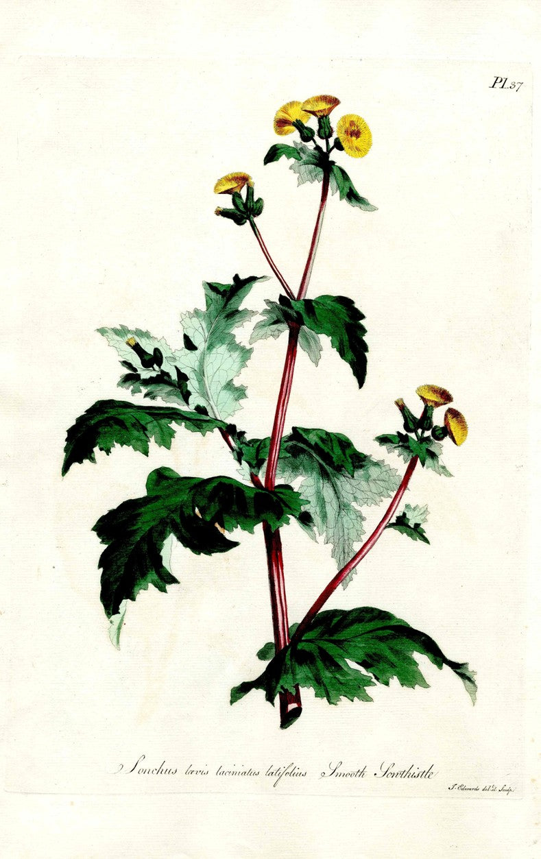 Edwards 1700 Smooth Sowthistle