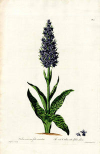 Edwards 1700 Spotted Leaves Orchis - Panteek Antique Prints