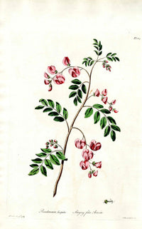 Edwards 1700 Stinging False Acacia - Panteek Antique Prints