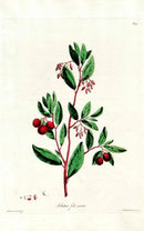 Edwards 1700 Strawberry Tree - Panteek Antique Prints