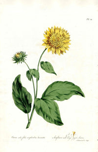 Edwards 1700 Sunflower - Panteek Antique Prints