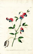 Edwards 1700 Sweet Pea - Panteek Antique Prints