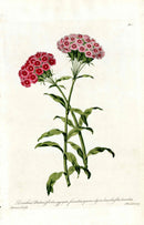Edwards 1700 Sweet William - Panteek Antique Prints