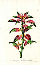 Edwards 1700 Three Colored Amaranthus - Panteek Antique Prints