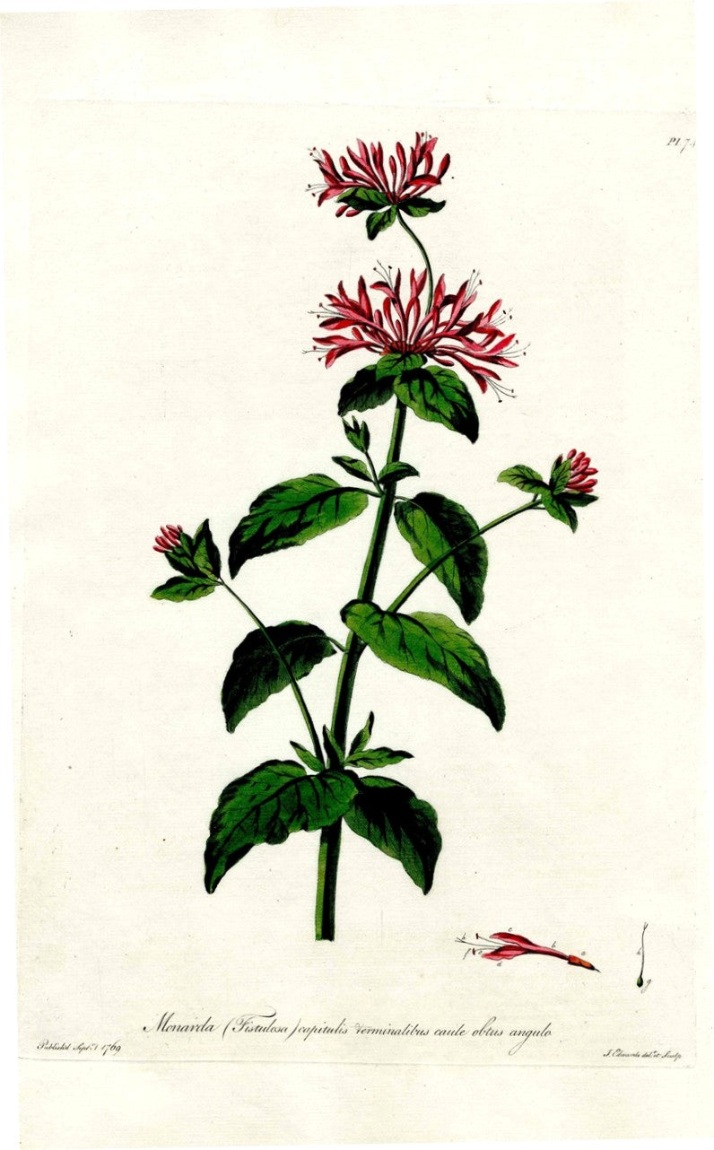 Edwards 1700 Wild Bergamot