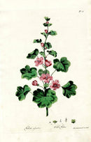 Edwards 1700 Wild Mallow, Hollyhock - Panteek Antique Prints