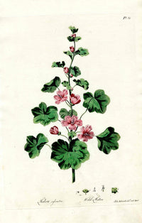 Edwards 1700 Wild Mallow, Hollyhock - Panteek Antique Prints