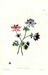 Edwards 1700 Wood Buttercup - Panteek Antique Prints