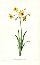 Edwards 1700 Yellow Daffodil - Panteek Antique Prints