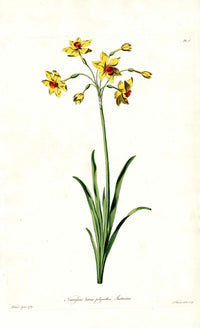 Edwards 1700 Yellow Daffodil - Panteek Antique Prints