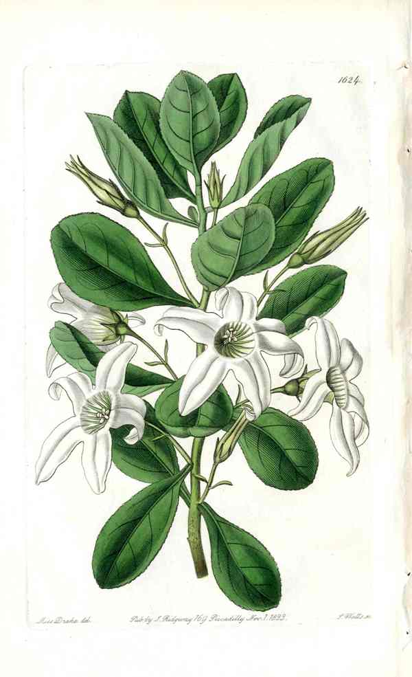 Edwards Botanical Anthocercis New Holland