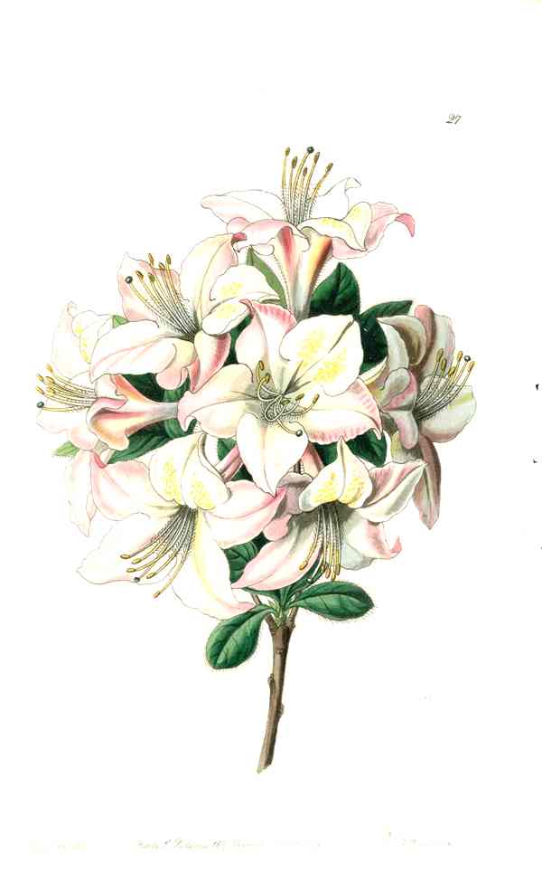 Edwards Botanical Azalea