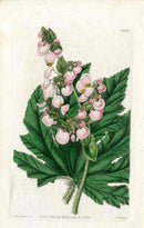 Edwards Botanical Begonia - Panteek Antique Prints