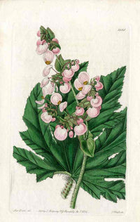 Edwards Botanical Begonia - Panteek Antique Prints