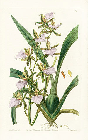 Edwards Botanical Bicton Tooth-tongue