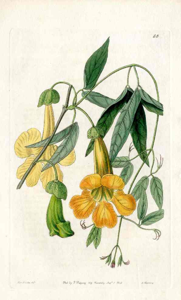 Edwards Botanical Bignonia Tweediana