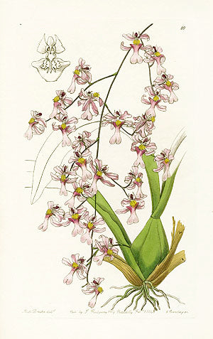 Edwards Botanical Bird-billed Orncidium