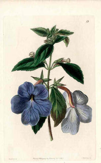 Edwards Botanical Blue Achimenes Magic Flower - Panteek Antique Prints