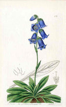 Edwards Botanical Blue Campanula - Panteek Antique Prints