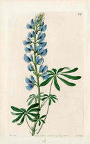 Edwards Botanical Blue Lupine - Panteek Antique Prints