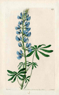 Edwards Botanical Blue Lupine - Panteek Antique Prints