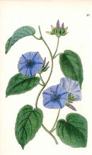 Edwards Botanical Blue Morning Glory - Panteek Antique Prints