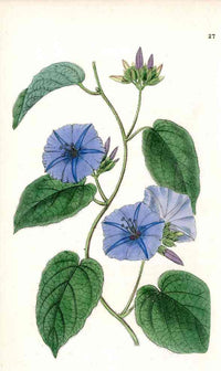 Edwards Botanical Blue Morning Glory - Panteek Antique Prints