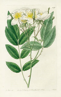 Edwards Botanical Brasilian Red-coat - Panteek Antique Prints