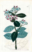 Edwards Botanical Calotropis - Panteek Antique Prints