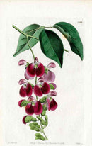 Edwards Botanical Canavalia - Panteek Antique Prints