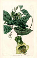 Edwards Botanical Changeable Cobaea - Panteek Antique Prints
