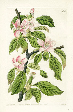 Edwards Botanical Chinese Quince
