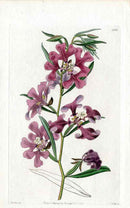 Edwards Botanical Clarkia - Panteek Antique Prints
