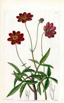 Edwards Botanical Cosmos Daisy - Panteek Antique Prints