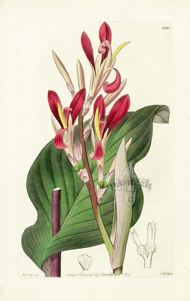 Edwards Botanical Crimson-leaved Canna