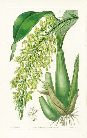 Edwards Botanical Crisped Sweet-scented Rodriguezia