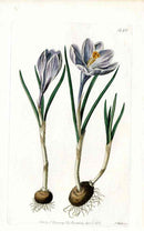 Edwards Botanical Crocus - Panteek Antique Prints