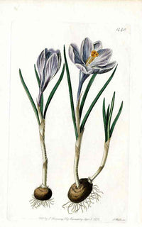 Edwards Botanical Crocus - Panteek Antique Prints