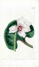 Edwards Botanical Cyclamen Persicum - Panteek Antique Prints