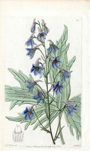 Edwards Botanical Delphinium - Panteek Antique Prints