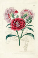 Edwards Botanical Dianthus - Panteek Antique Prints
