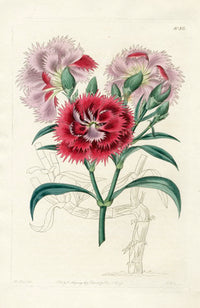 Edwards Botanical Dianthus - Panteek Antique Prints